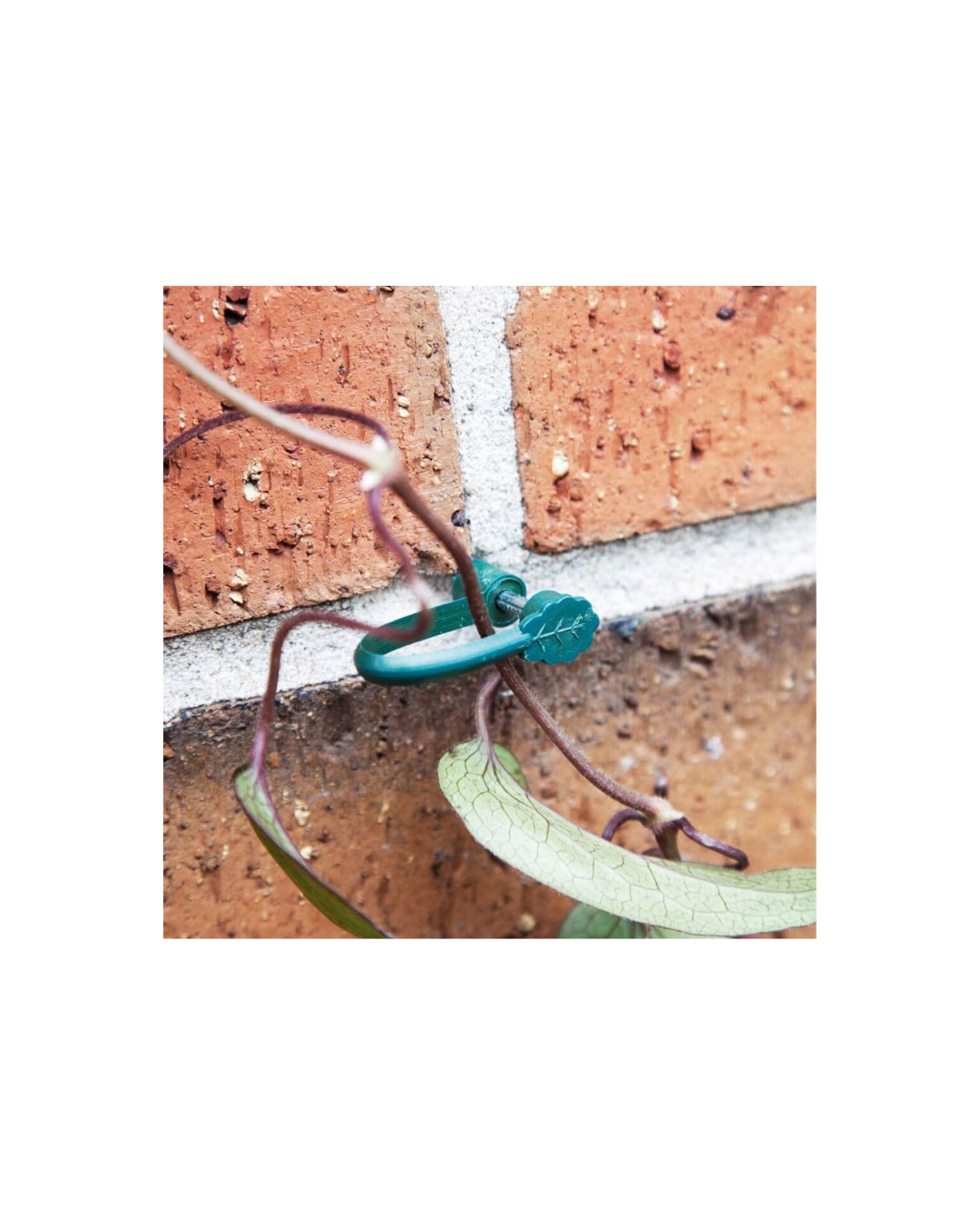 Ambassador Stem Support Clips Plant Ties Flower Support - Pack 25